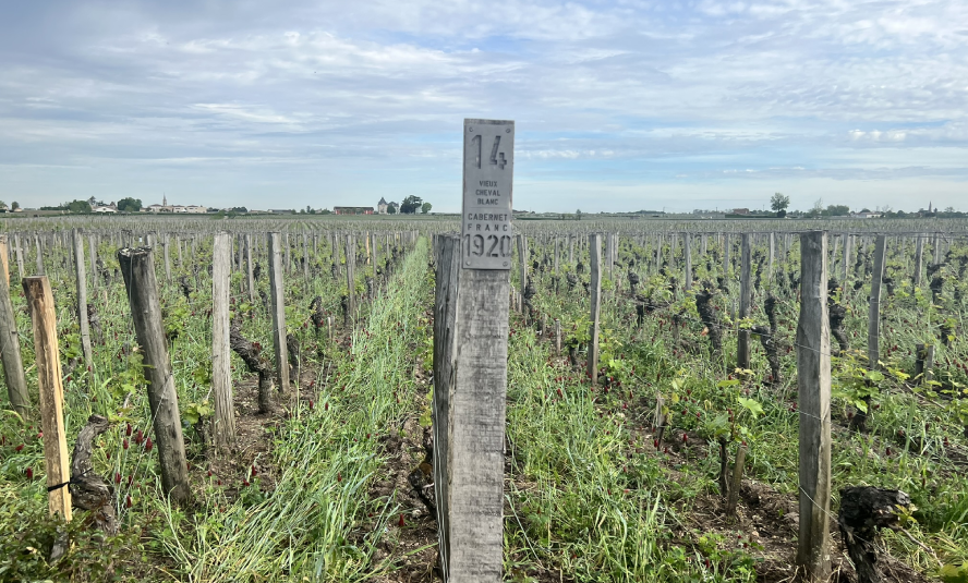 Detalle del Viñedo de Cheval Blanc