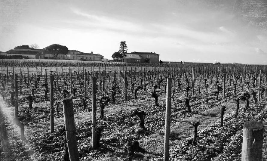 Foto del viñedo de Petrus, Pomerol, Burdeos