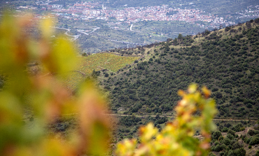 Ruta Rioja Ribera del Duero - Vistas Viñedo Telmo Rodríguez