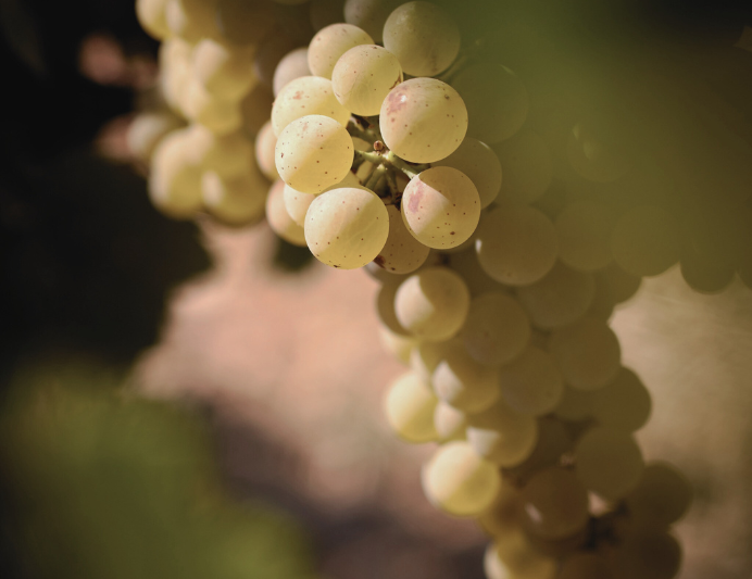 variedades de uva vino blanco